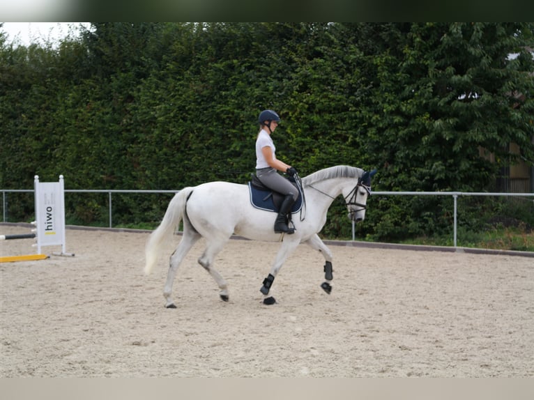 Caballo alemán Yegua 12 años 168 cm Tordo in Ulm