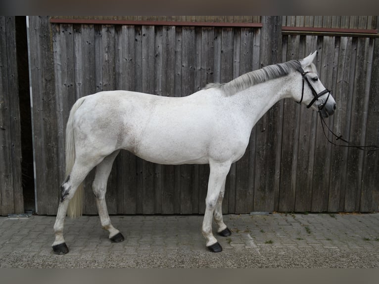 Caballo alemán Yegua 12 años 168 cm Tordo in Ulm