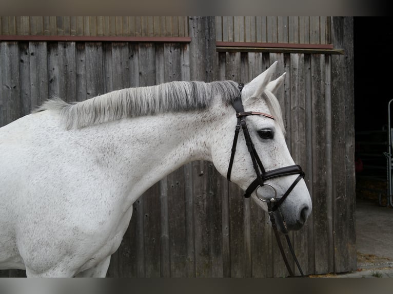 Caballo alemán Yegua 12 años 168 cm Tordo in Ulm