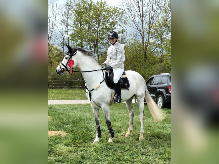 Caballo alemán Yegua 12 años 168 cm Tordo in Ulm