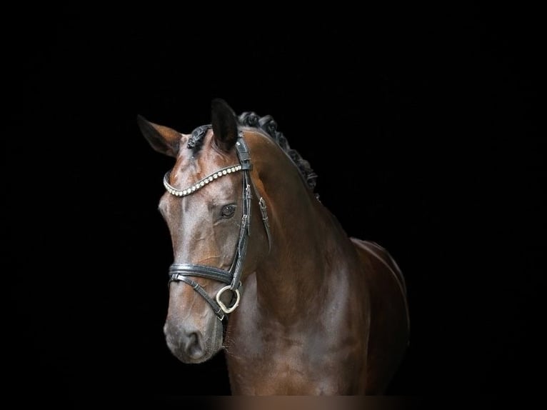 Caballo alemán Yegua 12 años 170 cm Castaño oscuro in Recke, bei Osnabrück