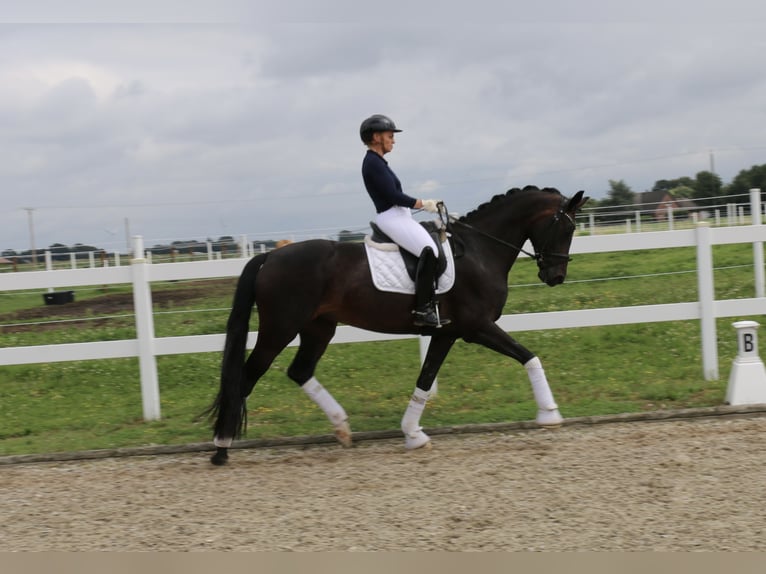 Caballo alemán Yegua 12 años 170 cm Castaño oscuro in Recke, bei Osnabrück