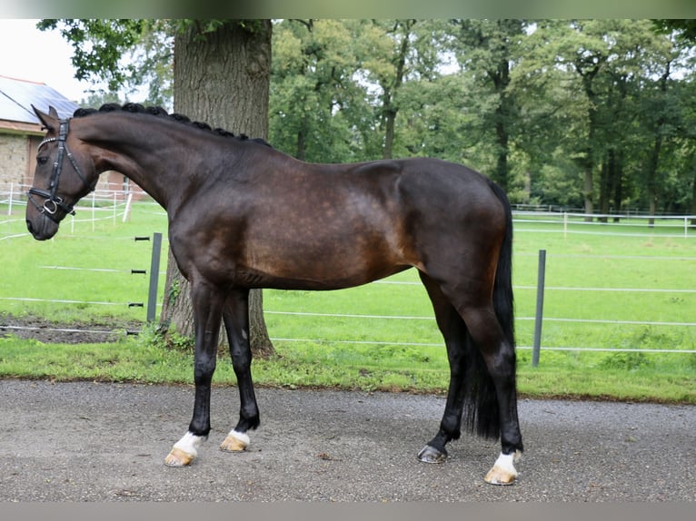 Caballo alemán Yegua 12 años 170 cm Castaño oscuro in Recke, bei Osnabrück