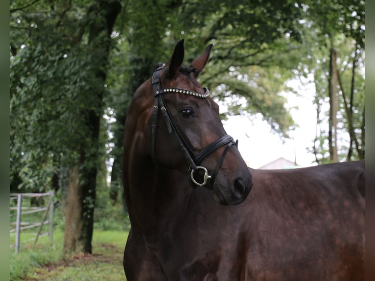 Caballo alemán Yegua 12 años 170 cm Castaño oscuro in Recke, bei Osnabrück