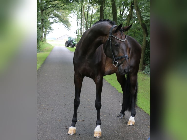 Caballo alemán Yegua 12 años 170 cm Castaño oscuro in Recke, bei Osnabrück