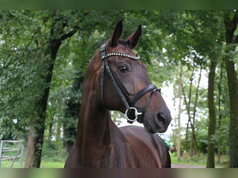 Caballo alemán Yegua 12 años 170 cm Castaño oscuro in Recke, bei Osnabrück