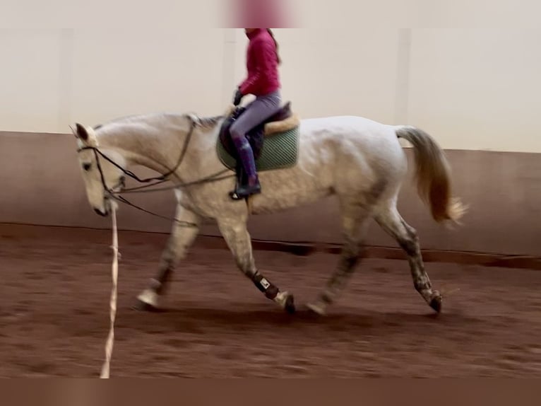 Caballo alemán Yegua 12 años 172 cm Tordo in Borstel