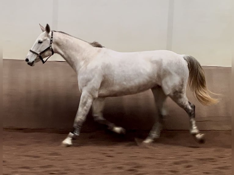 Caballo alemán Yegua 12 años 172 cm Tordo in Borstel