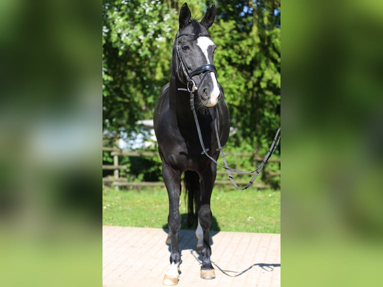 Caballo alemán Yegua 12 años Negro in Göppingen