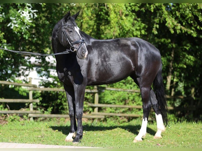 Caballo alemán Yegua 12 años Negro in Göppingen