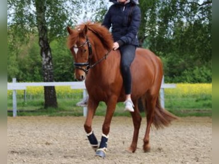 Caballo alemán Yegua 13 años 147 cm Alazán in Osnabrück