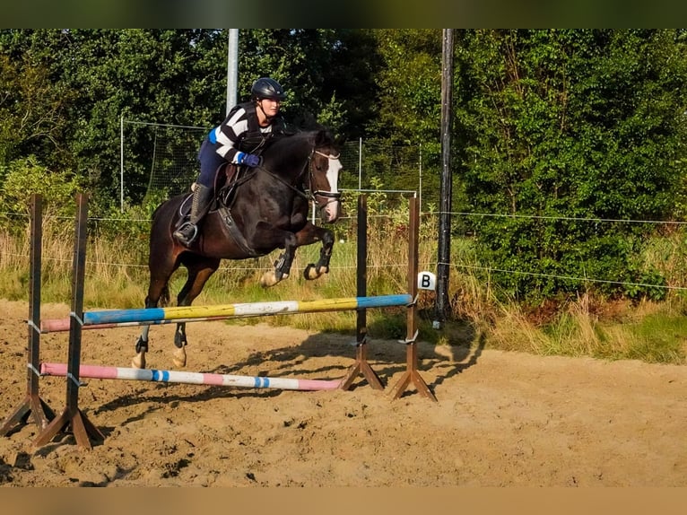Caballo alemán Yegua 13 años 154 cm Castaño oscuro in Schaalby