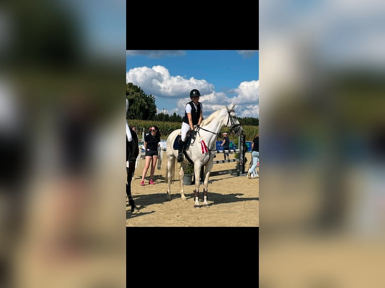 Caballo alemán Yegua 13 años 163 cm Tordo in Melle