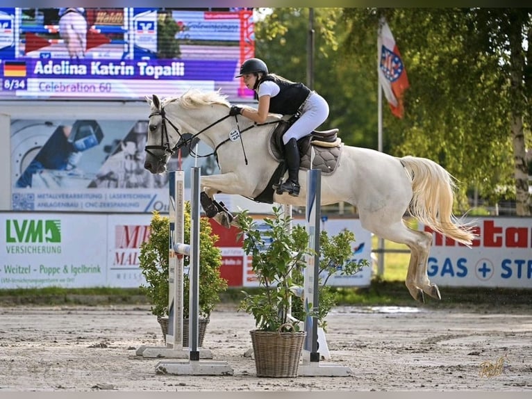 Caballo alemán Yegua 13 años 163 cm Tordo in Melle