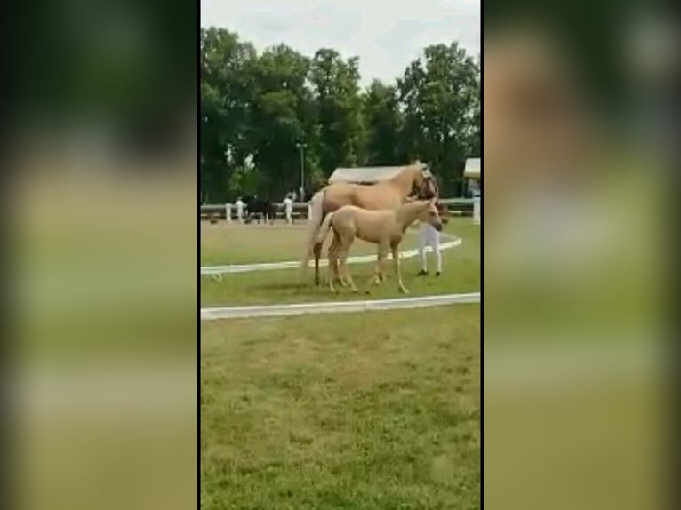 Caballo alemán Yegua 13 años 165 cm Palomino in Kospoda
