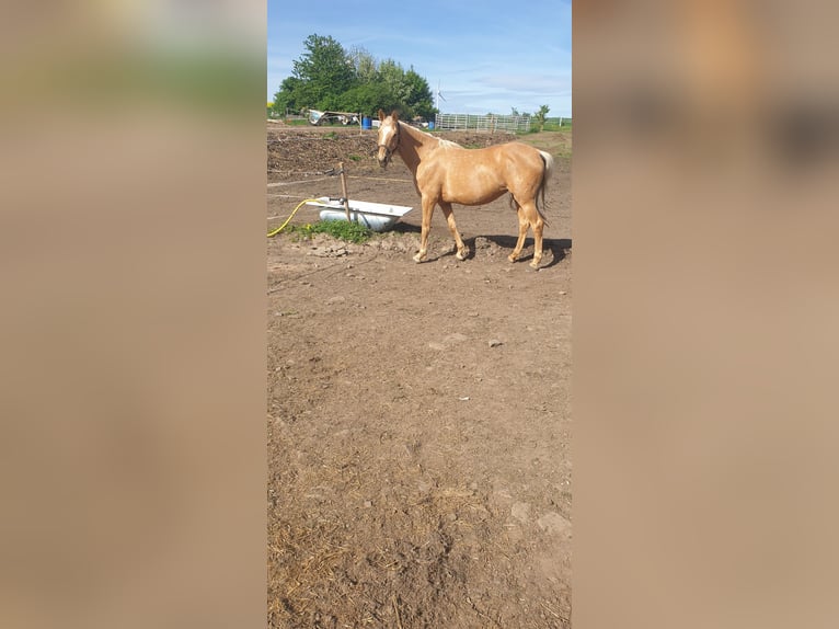 Caballo alemán Yegua 13 años 165 cm Palomino in Kospoda