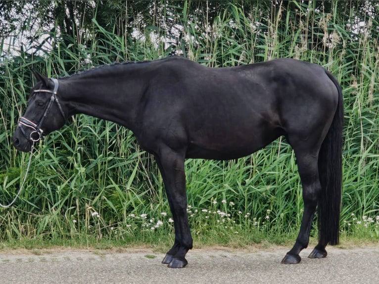 Caballo alemán Yegua 13 años 166 cm Morcillo in Someren