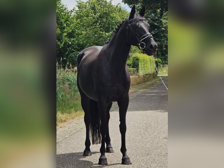 Caballo alemán Yegua 13 años 166 cm Morcillo in Someren