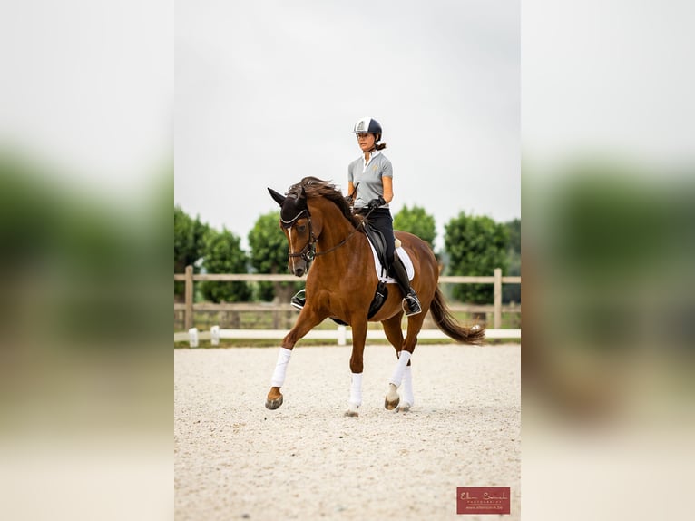 Caballo alemán Yegua 13 años 168 cm Alazán-tostado in Wingene