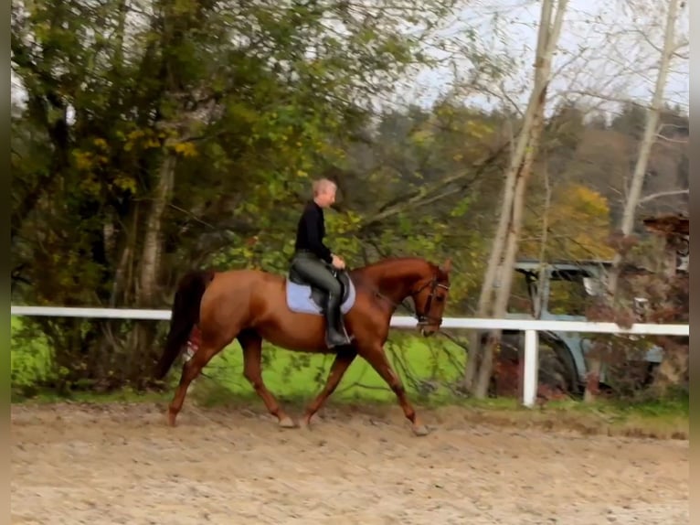 Caballo alemán Yegua 13 años 170 cm Alazán in Lamprechtshausen