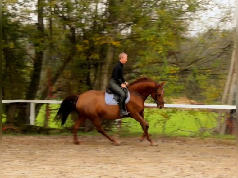 Caballo alemán Yegua 13 años 170 cm Alazán in Lamprechtshausen