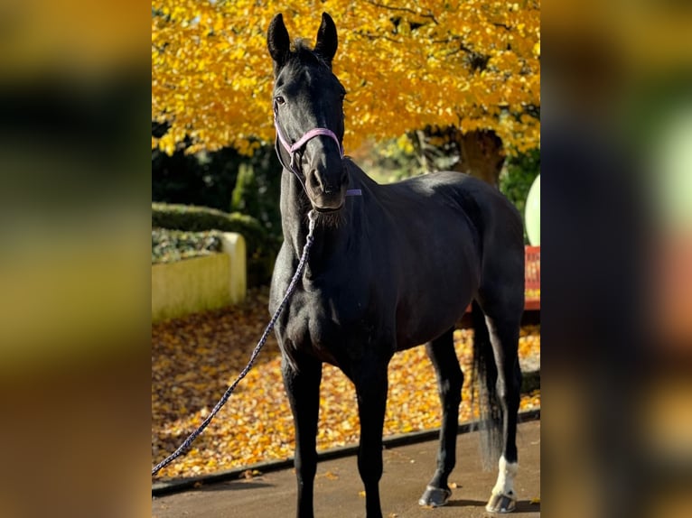 Caballo alemán Yegua 13 años 180 cm Negro in Dortmund