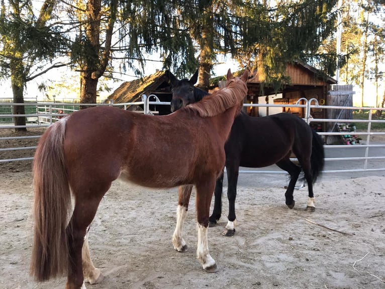 Caballo alemán Mestizo Yegua 14 años 154 cm Alazán in Villingendorf