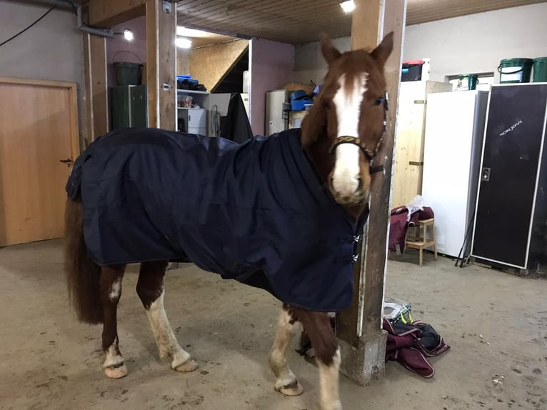 Caballo alemán Mestizo Yegua 14 años 154 cm Alazán in Villingendorf