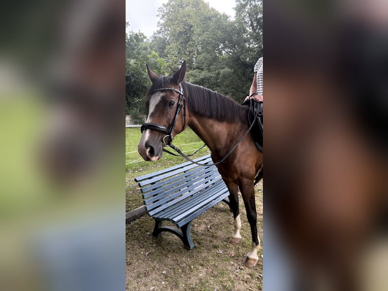 Caballo alemán Yegua 14 años 160 cm Castaño in Loxstedt
