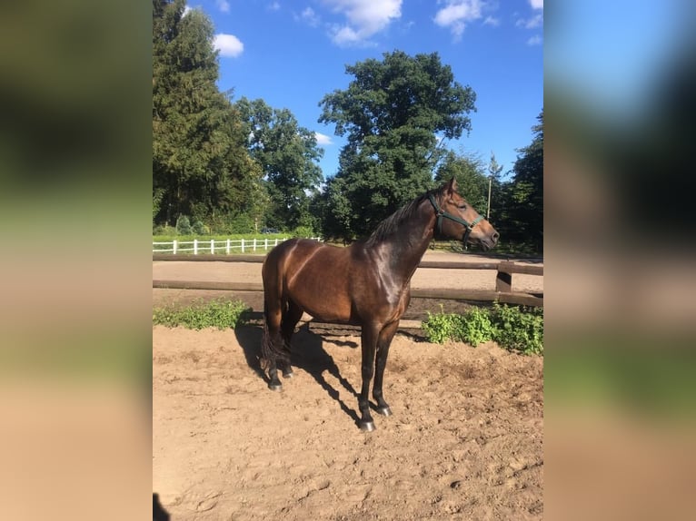 Caballo alemán Mestizo Yegua 14 años 163 cm Castaño oscuro in Gokels