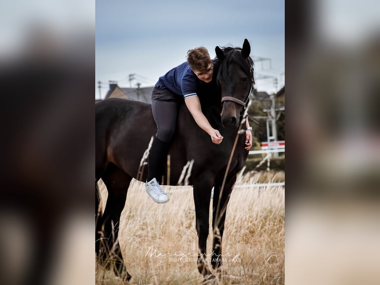 Caballo alemán Yegua 14 años 164 cm Castaño oscuro in Bornheim