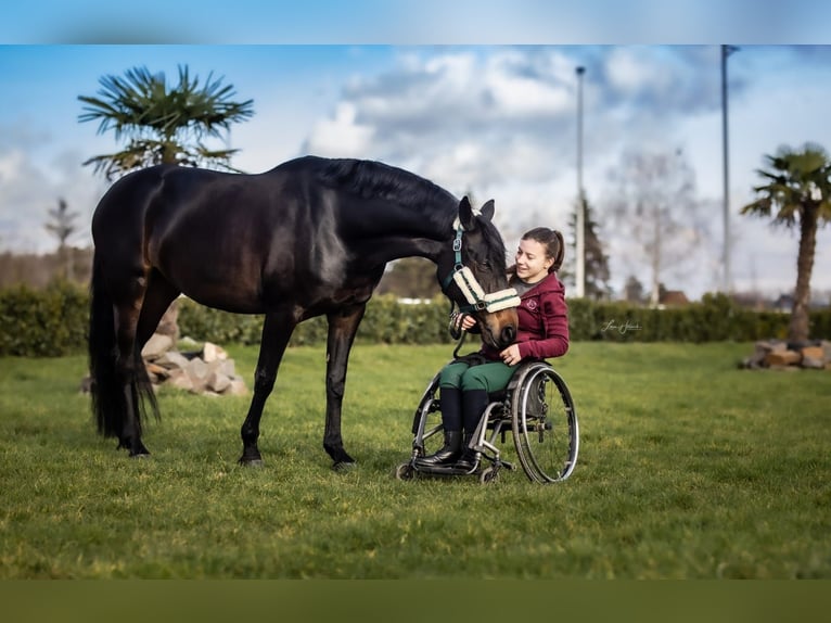 Caballo alemán Yegua 14 años 164 cm Castaño oscuro in Bornheim