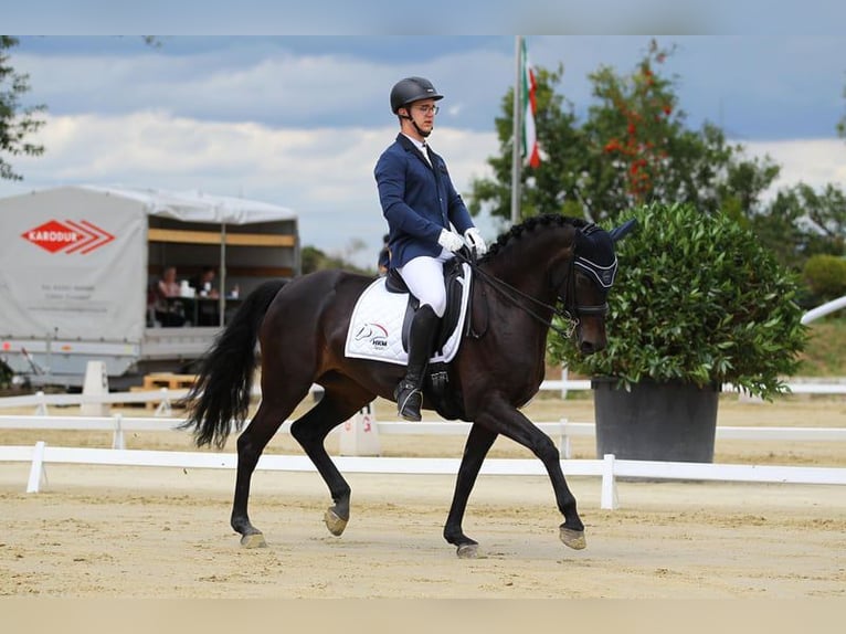 Caballo alemán Yegua 14 años 164 cm Castaño oscuro in Bornheim