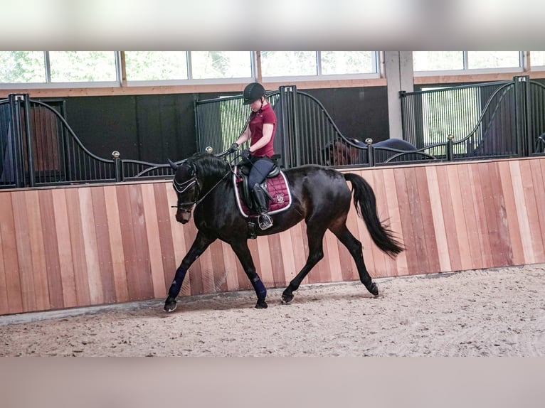 Caballo alemán Yegua 14 años 164 cm Castaño oscuro in Bornheim