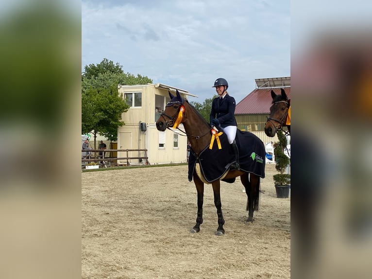 Caballo alemán Yegua 14 años 164 cm Castaño oscuro in Dorsten