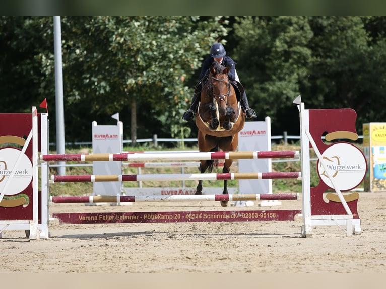 Caballo alemán Yegua 14 años 164 cm Castaño oscuro in Dorsten