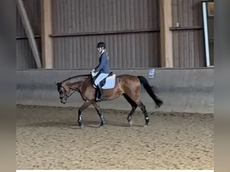 Caballo alemán Yegua 14 años 167 cm Castaño in Friedrichshafen Caballo alemán Yegua 14 años 167 cm Castaño in Friedrichshafen