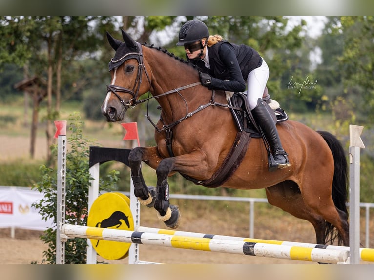 Caballo alemán Yegua 14 años 167 cm Castaño in Friedrichshafen Caballo alemán Yegua 14 años 167 cm Castaño in Friedrichshafen