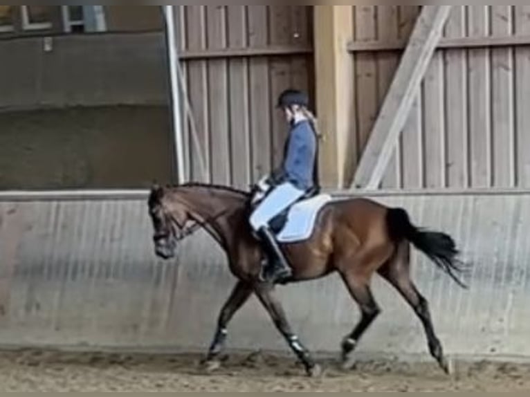 Caballo alemán Yegua 14 años 167 cm Castaño in Friedrichshafen Caballo alemán Yegua 14 años 167 cm Castaño in Friedrichshafen