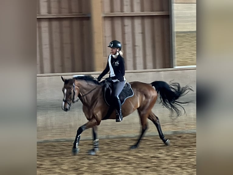 Caballo alemán Yegua 14 años 167 cm Castaño in Friedrichshafen Caballo alemán Yegua 14 años 167 cm Castaño in Friedrichshafen