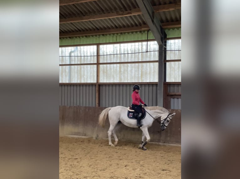 Caballo alemán Yegua 14 años 170 cm Tordo in Schwalmtal