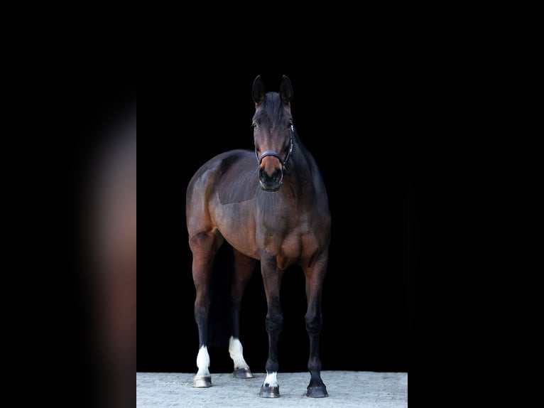 Caballo alemán Yegua 14 años 171 cm Castaño oscuro in Münster