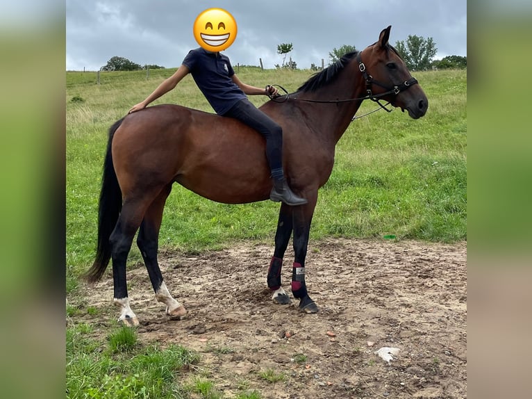 Caballo alemán Yegua 14 años 172 cm Castaño in Völklingen