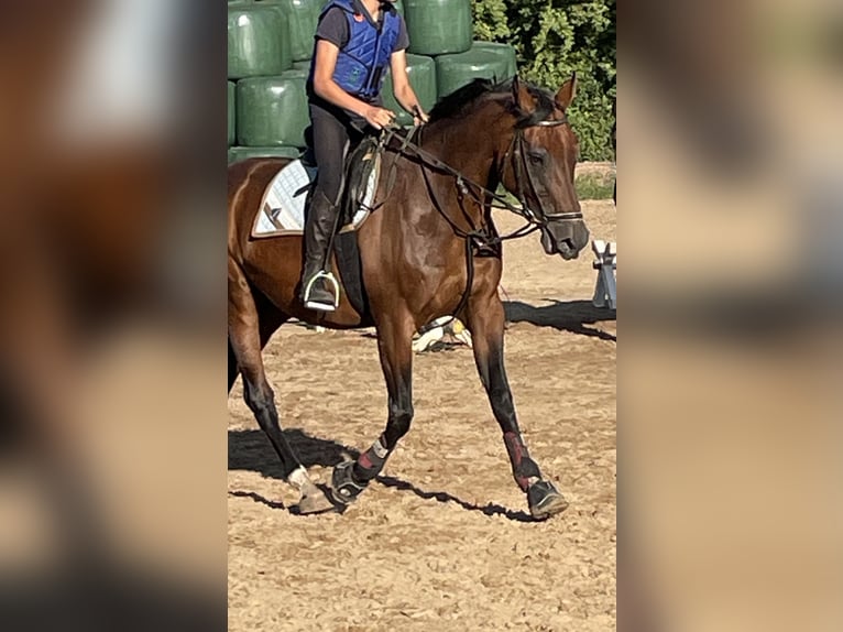 Caballo alemán Yegua 14 años 172 cm Castaño in Völklingen