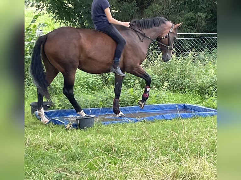 Caballo alemán Yegua 14 años 172 cm Castaño in Völklingen