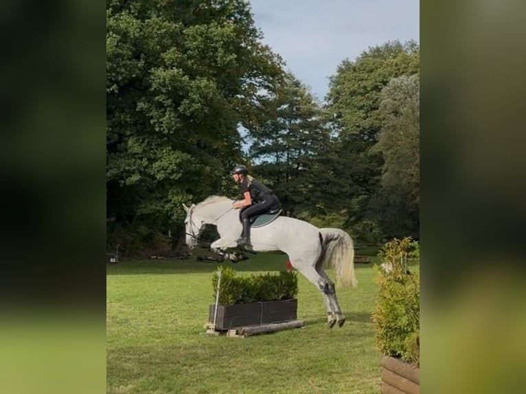 Caballo alemán Yegua 14 años 172 cm Tordo in Hennef (Sieg)