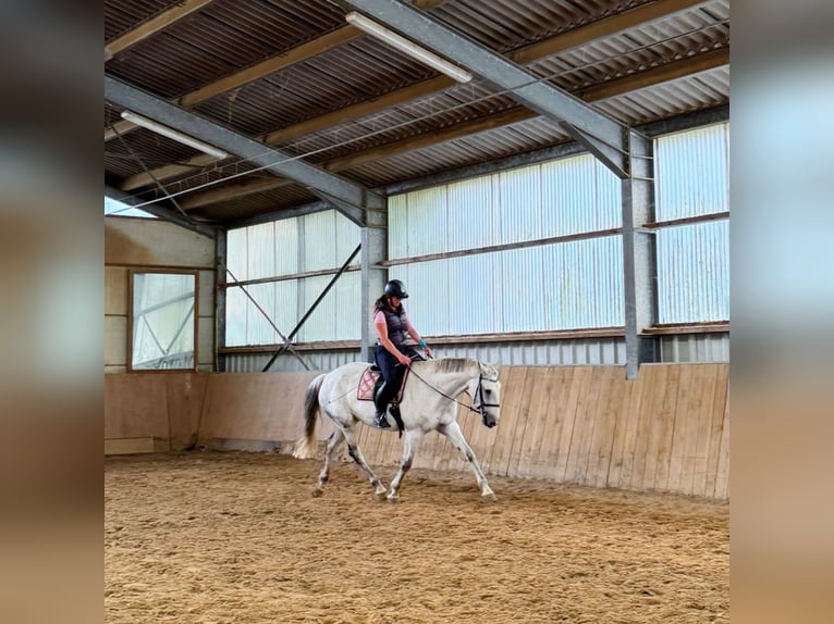 Caballo alemán Yegua 14 años 172 cm Tordo in Hennef (Sieg)
