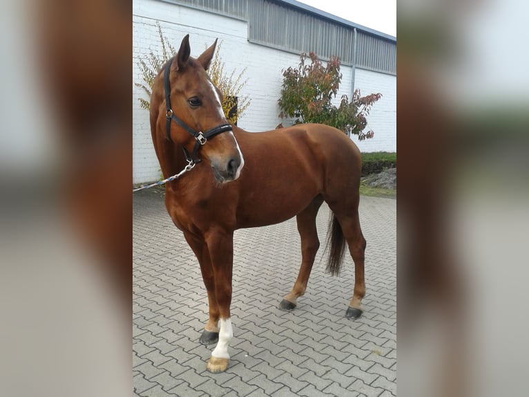 Caballo alemán Yegua 14 años 174 cm Alazán in Wachtberg