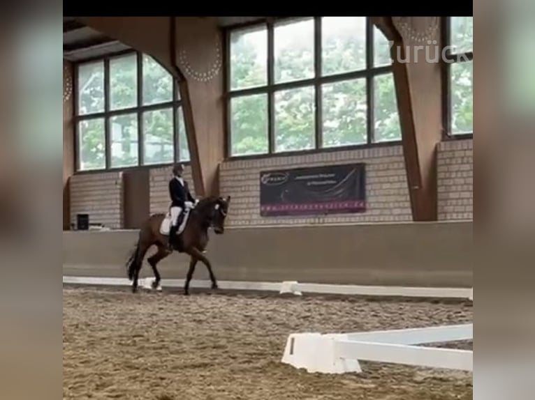 Caballo alemán Yegua 14 años 175 cm Castaño in Lünen