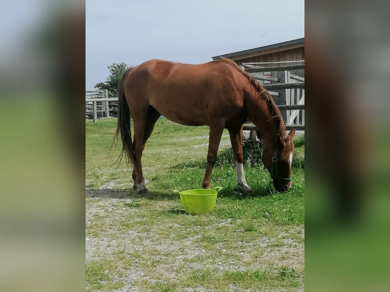 Caballo alemán Mestizo Yegua 15 años 151 cm Alazán in Mariapfarr